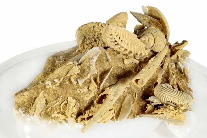 Miniature Fossil Cluster (Ammonites, Bivalves) - France #276075